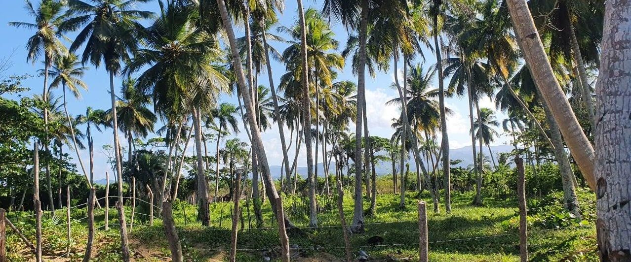 Земля в Пунта-Кана, Доминиканская Республика, 3 999 м² - фото 4