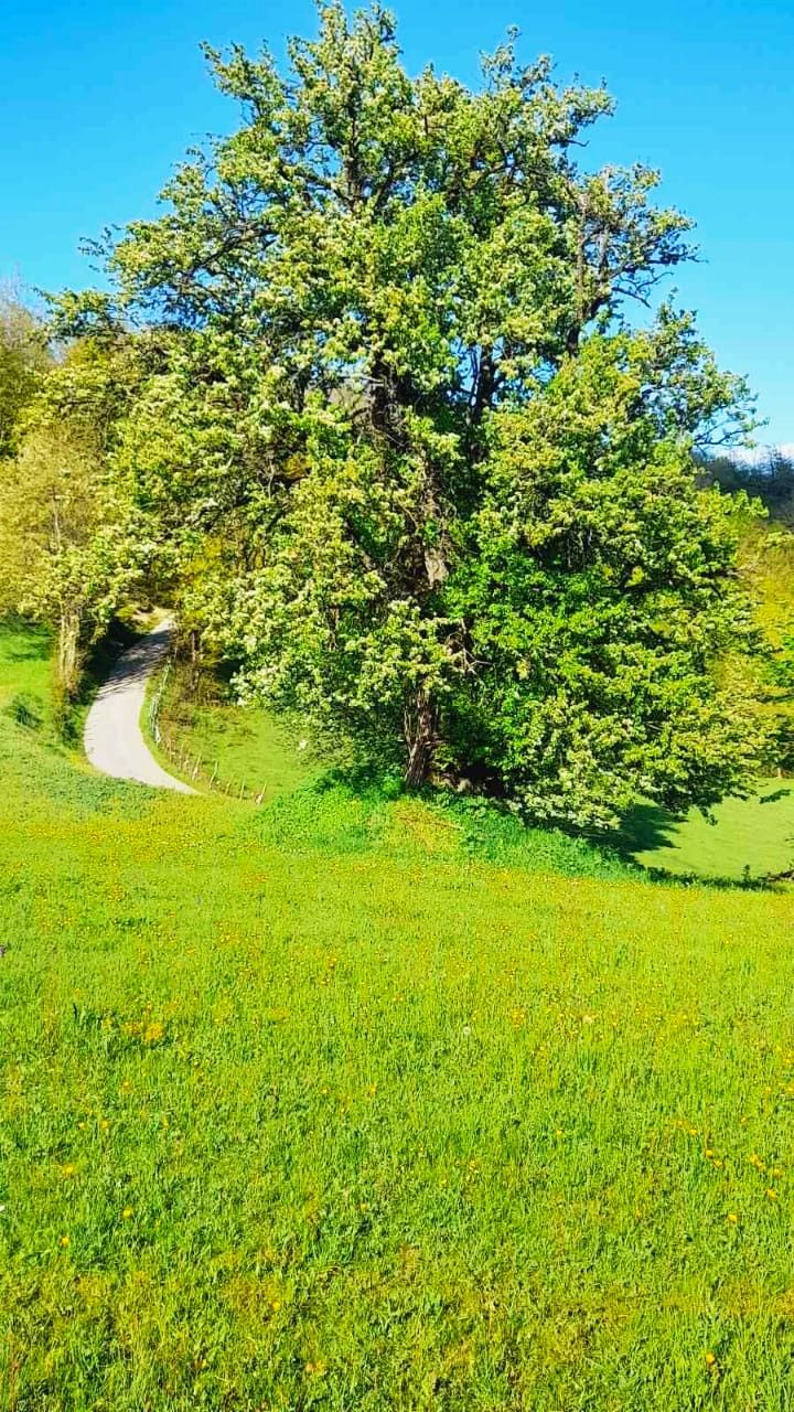 Земля в Мойковаце, Черногория, 3.1 Га - фото 13