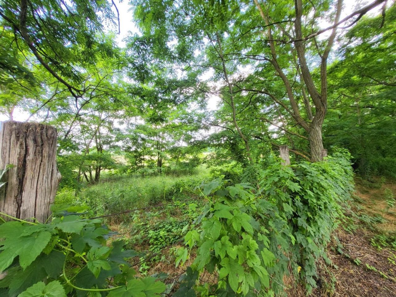 Земля Örkény, Венгрия, 480 000 м² - фото 3