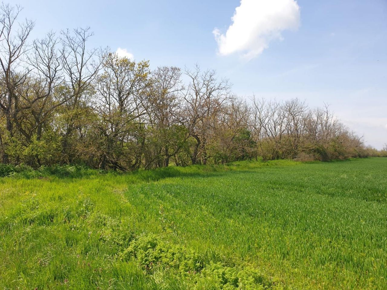 Земля Edve, Венгрия, 13 593 м² - фото 16