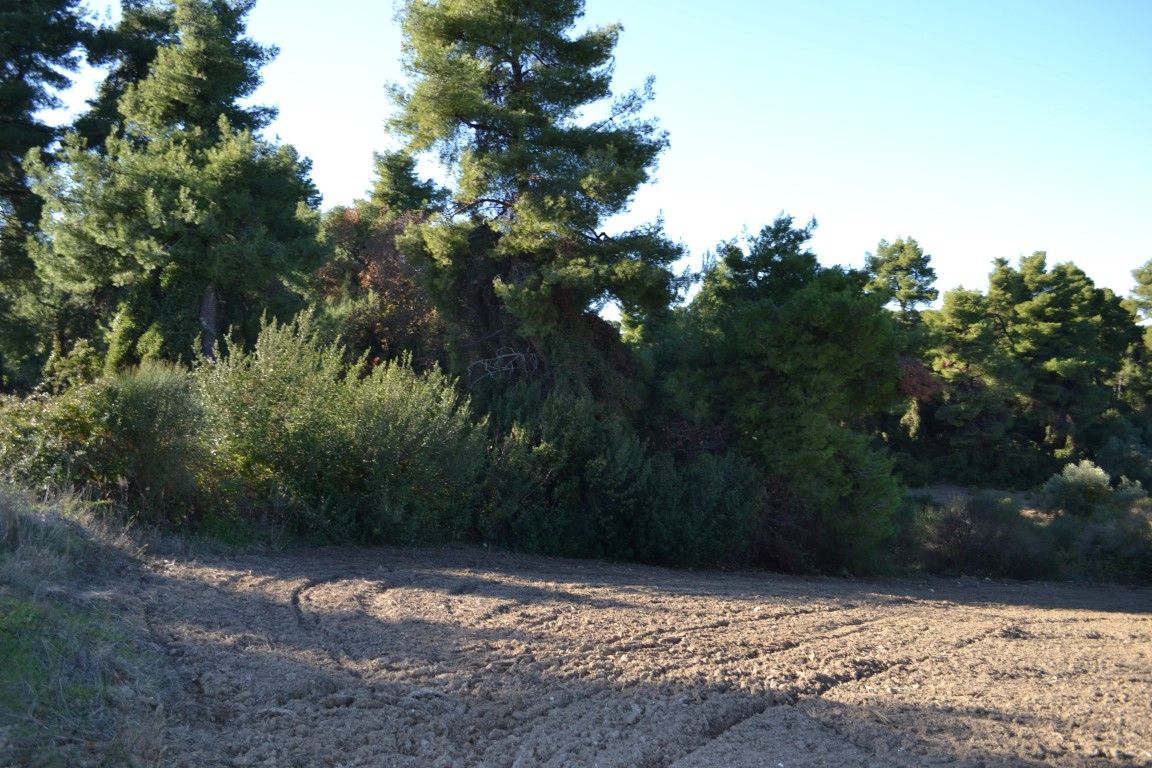 Земля на Кассандре, Греция, 4 319 м² - фото 3