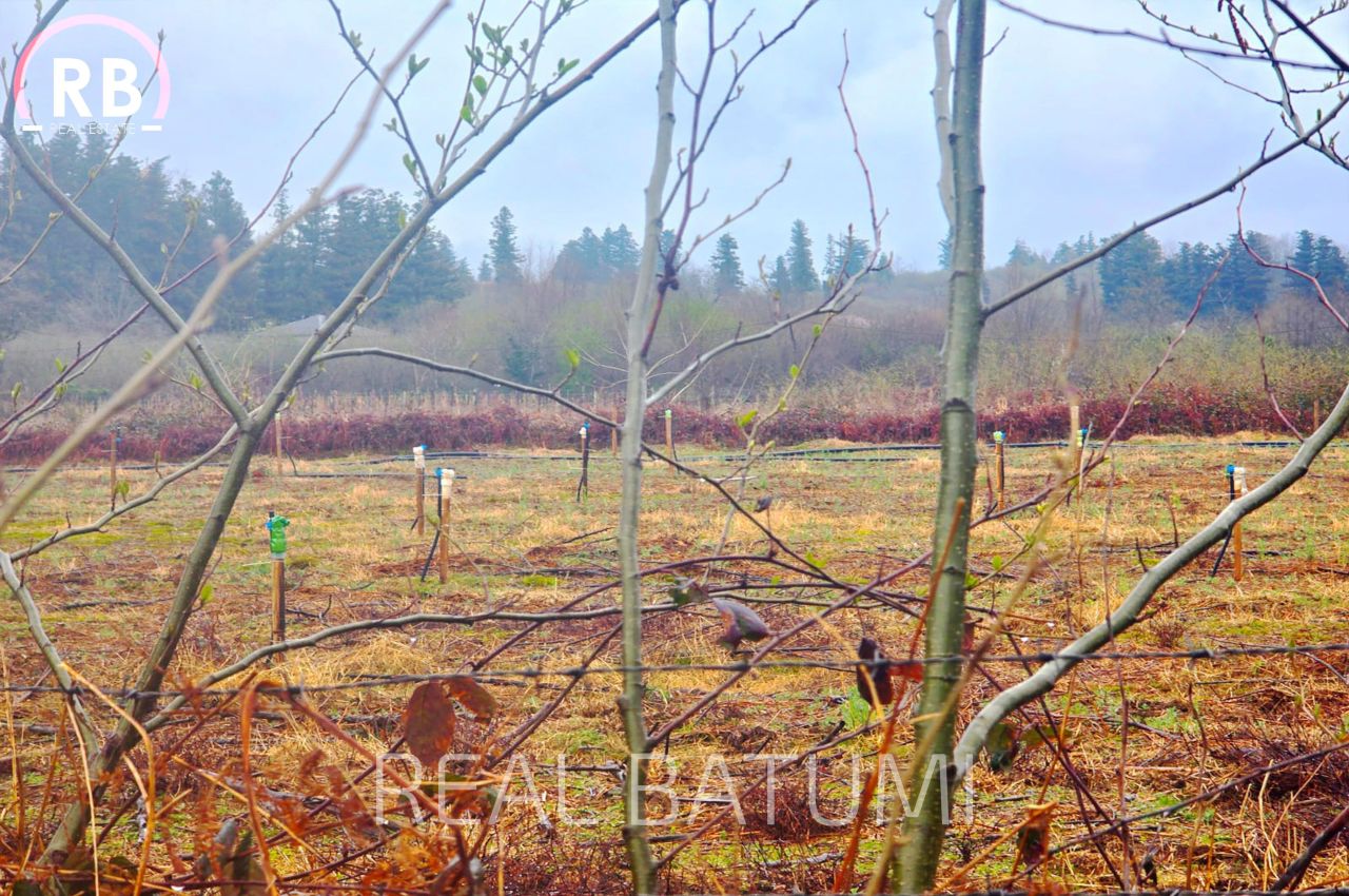 Земля в Батуми, Грузия, 18 494 м² - фото 2