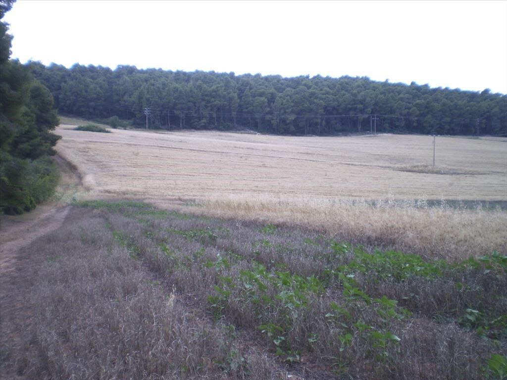 Земля на Кассандре, Греция, 4 285 м² - фото 4