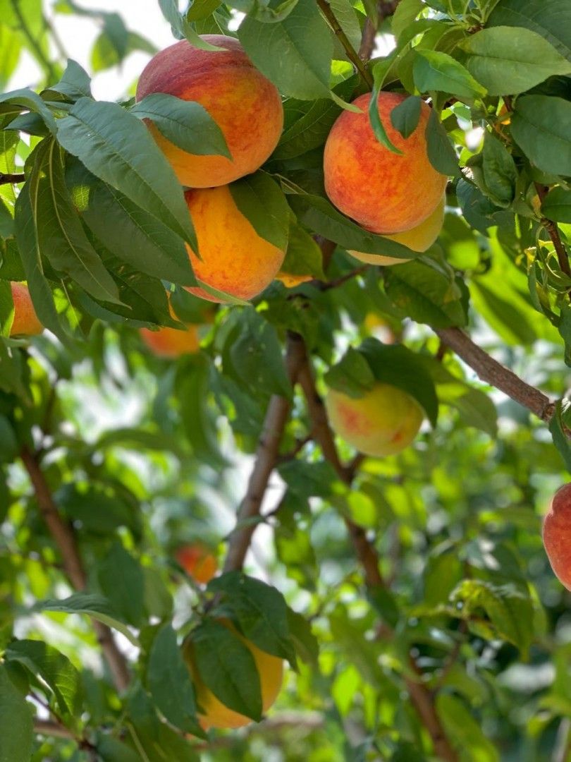 Вилла в Херцег-Нови, Черногория, 230 м² - фото 9