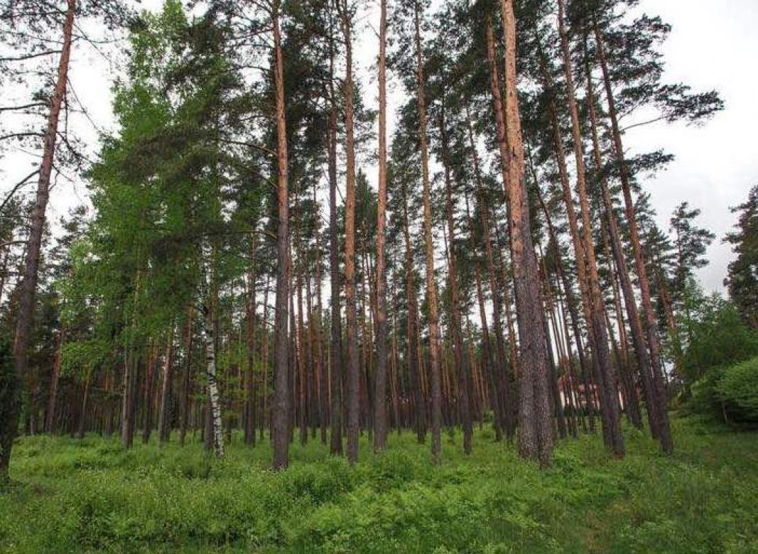 Земля в Рижском крае, Латвия, 5 000 м2 - фото 1