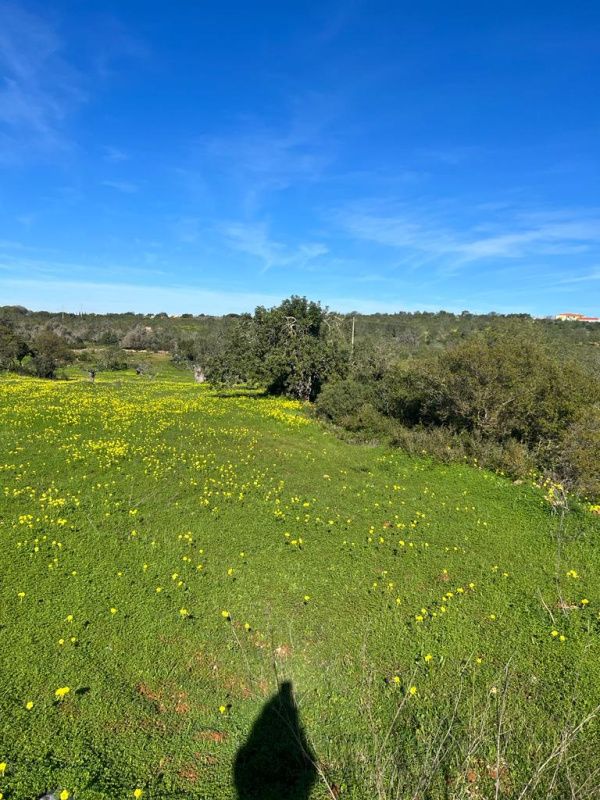Поместье в Алгарве, Португалия, 127 770 сот. - фото 4