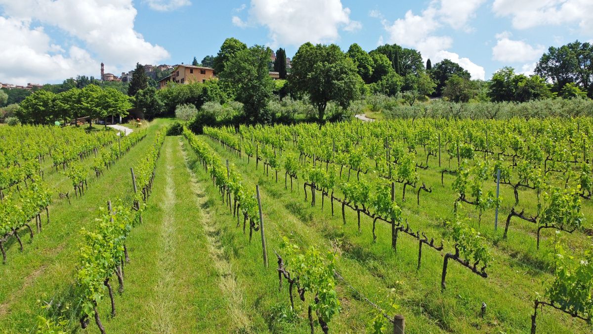 Поместье в Монтепульчано, Италия, 4 000 м² - фото 6