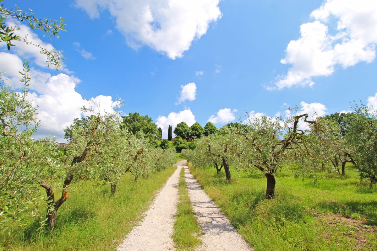 Поместье в Монтепульчано, Италия, 4 000 м² - фото 8