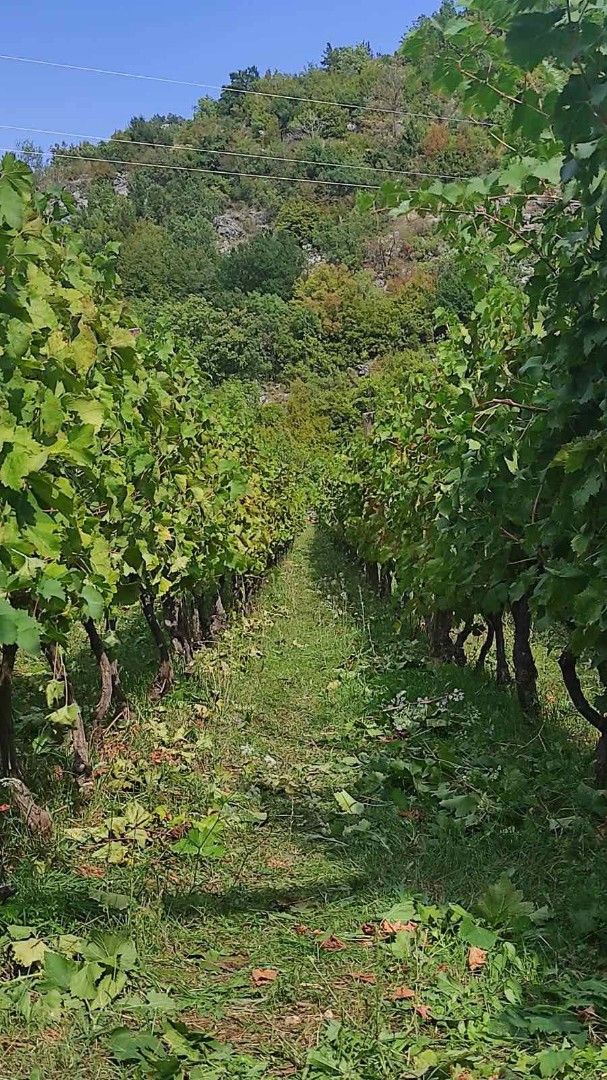 Дом на Скадарском озере, Черногория, 170 м² - фото 3