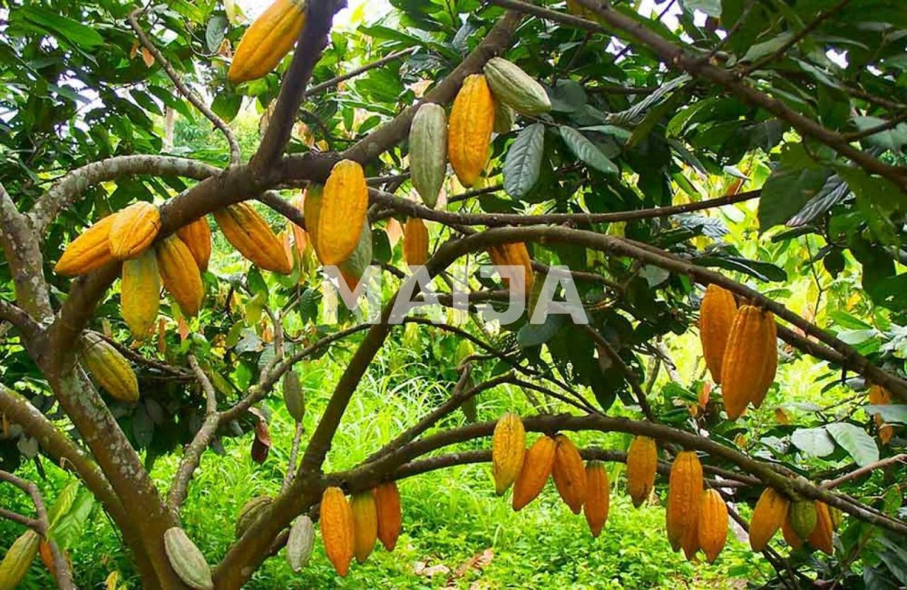 Производство в Гаспар Эрнандес, Доминиканская Республика, 4 340 000 м² - фото 2