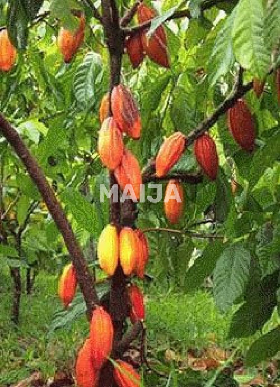 Производство в Гаспар Эрнандес, Доминиканская Республика, 4 340 000 м² - фото 13