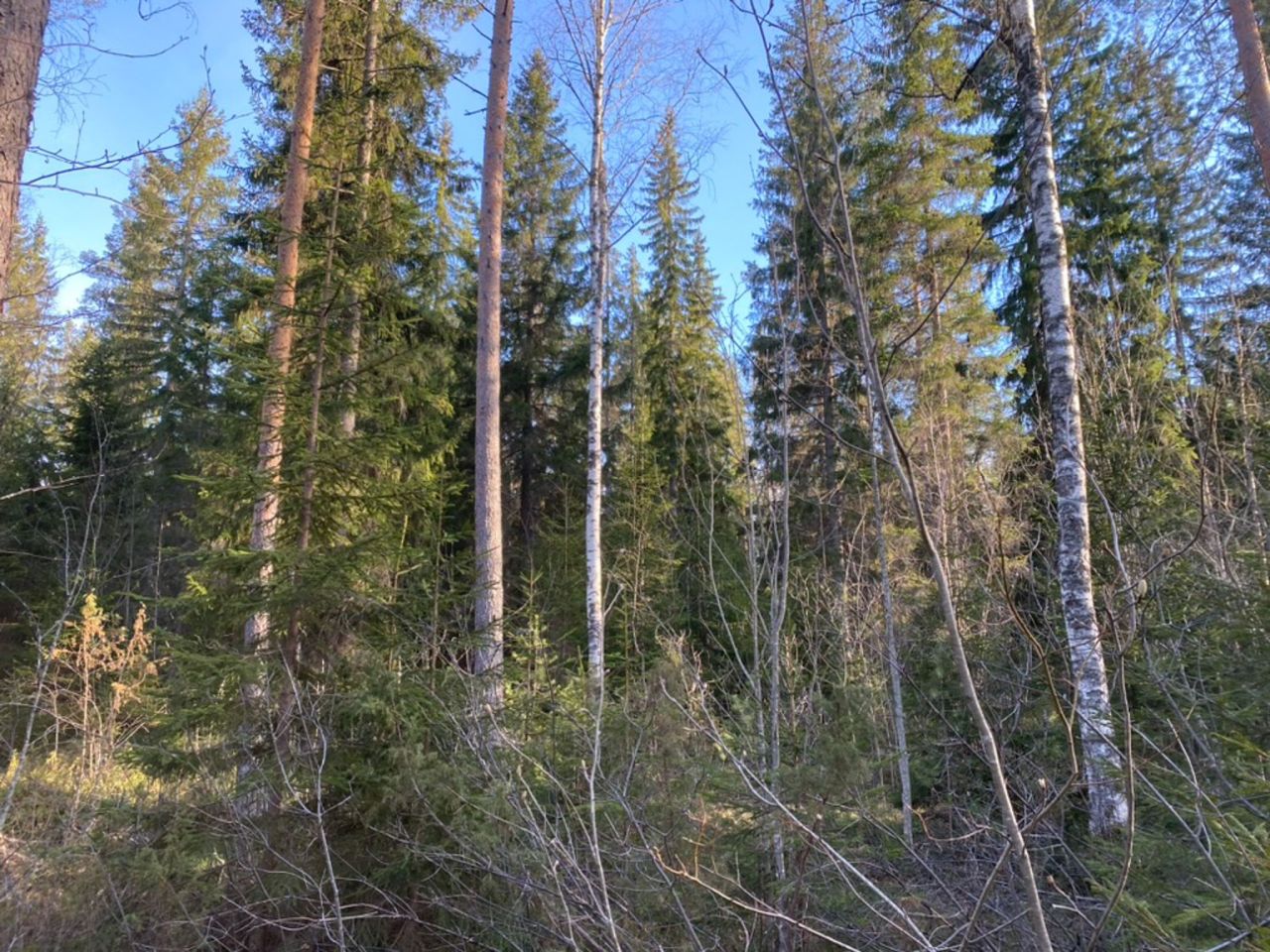 Коттедж в Руоколахти, Финляндия, 25 м² - фото 17