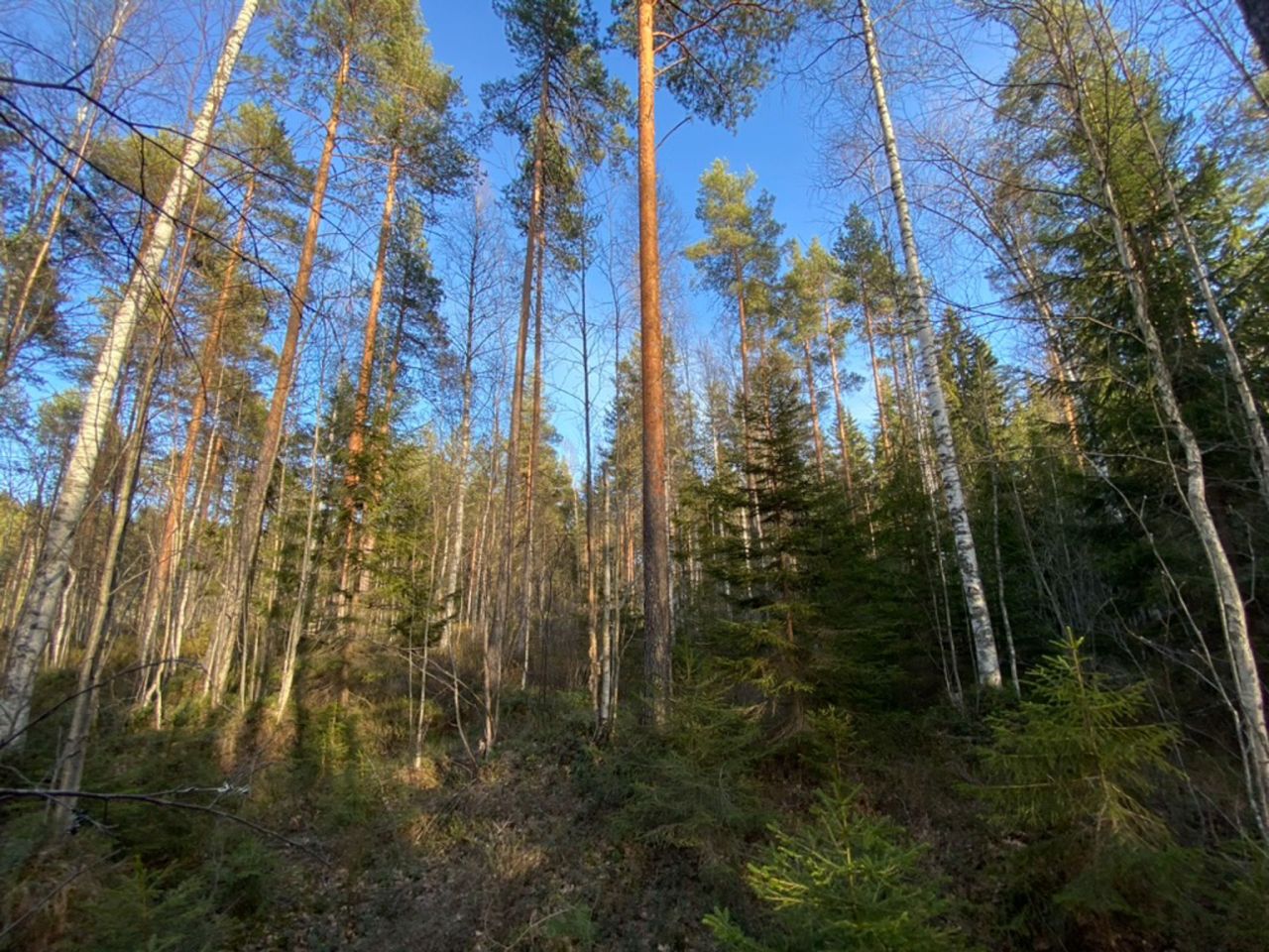 Коттедж в Руоколахти, Финляндия, 25 м² - фото 16