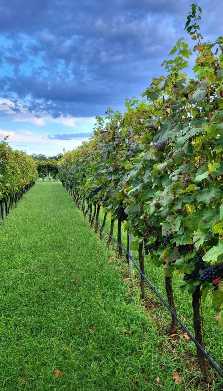 Коммерческая недвижимость в Даниловграде, Черногория, 6 000 м² - фото 4