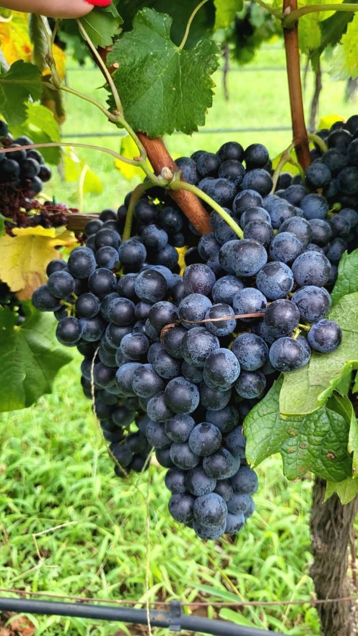 Коммерческая недвижимость в Даниловграде, Черногория, 6 000 м² - фото 12