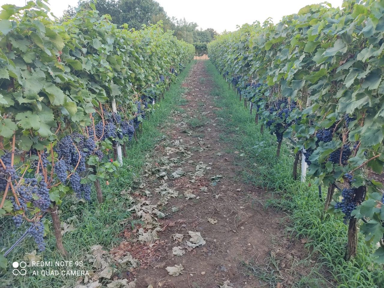 Коммерческая недвижимость в Даниловграде, Черногория, 6 000 м² - фото 16