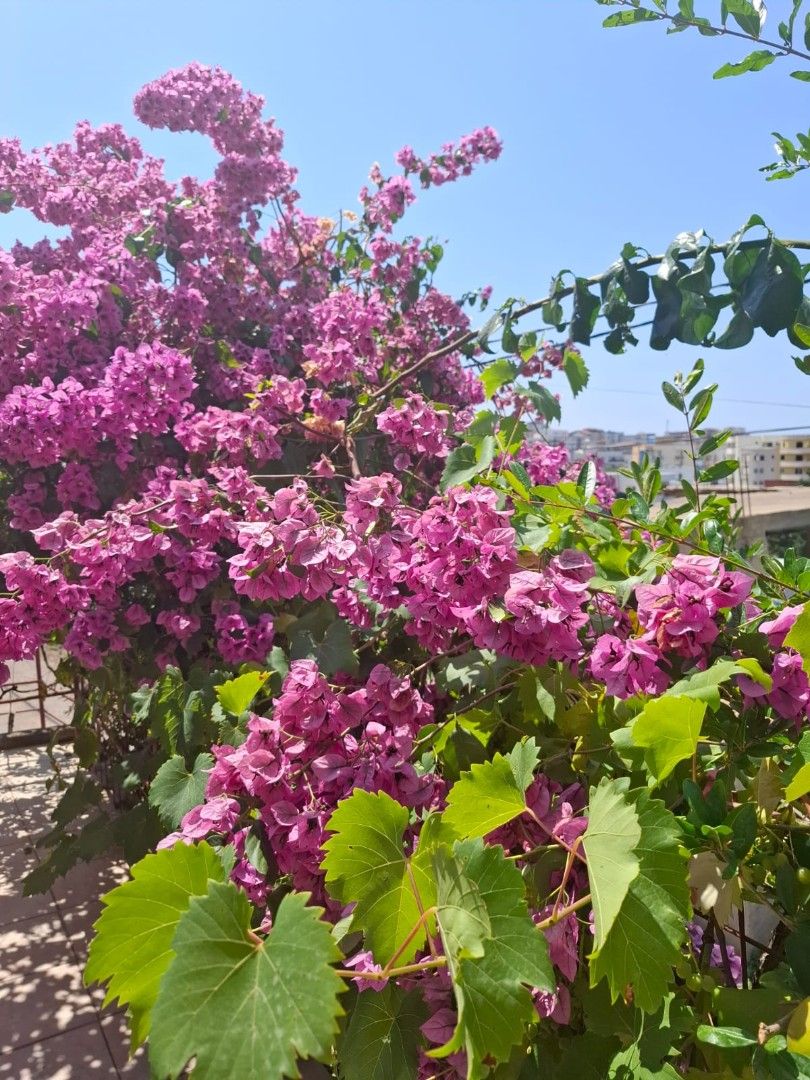 Дом в Добра Воде, Черногория, 115 м² - фото 5