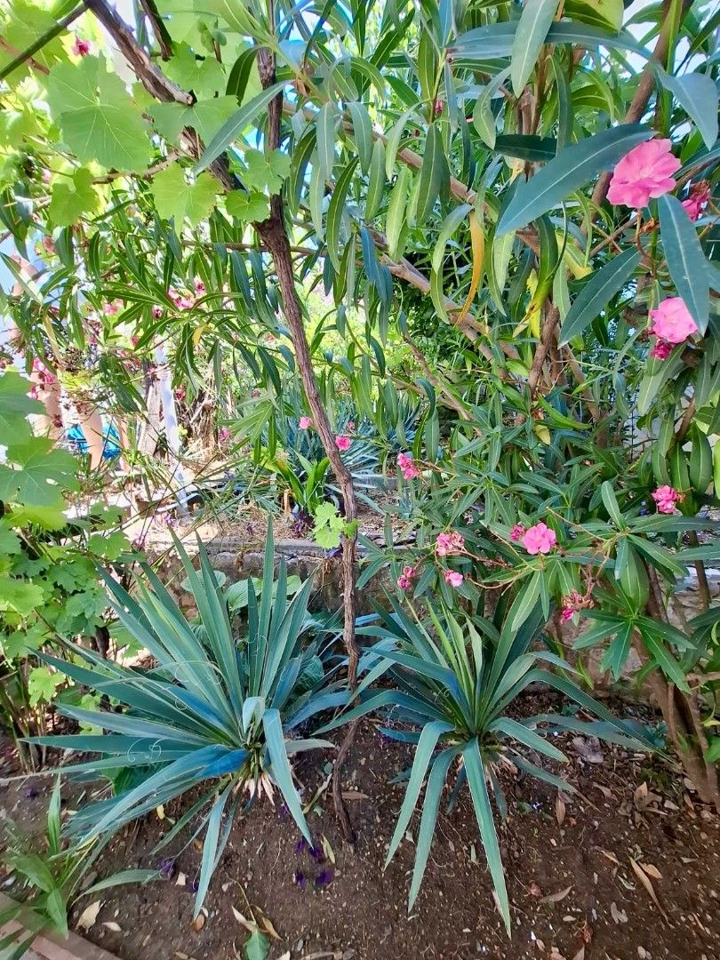 Дом в Добра Воде, Черногория, 115 м² - фото 6