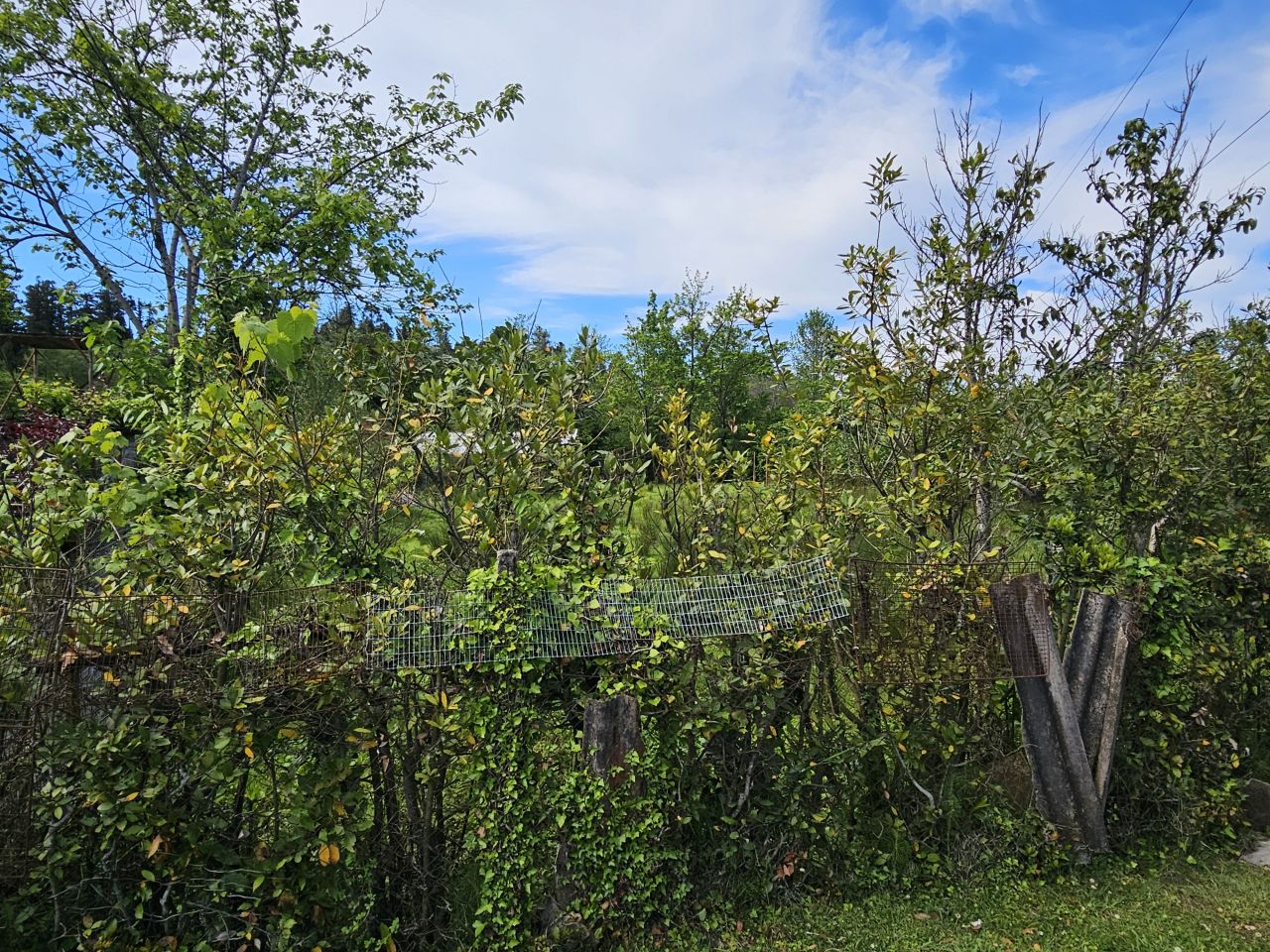 Земля в Батуми, Грузия, 505 м² - фото 6