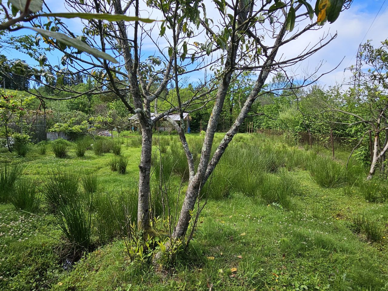 Земля в Батуми, Грузия, 505 м² - фото 5