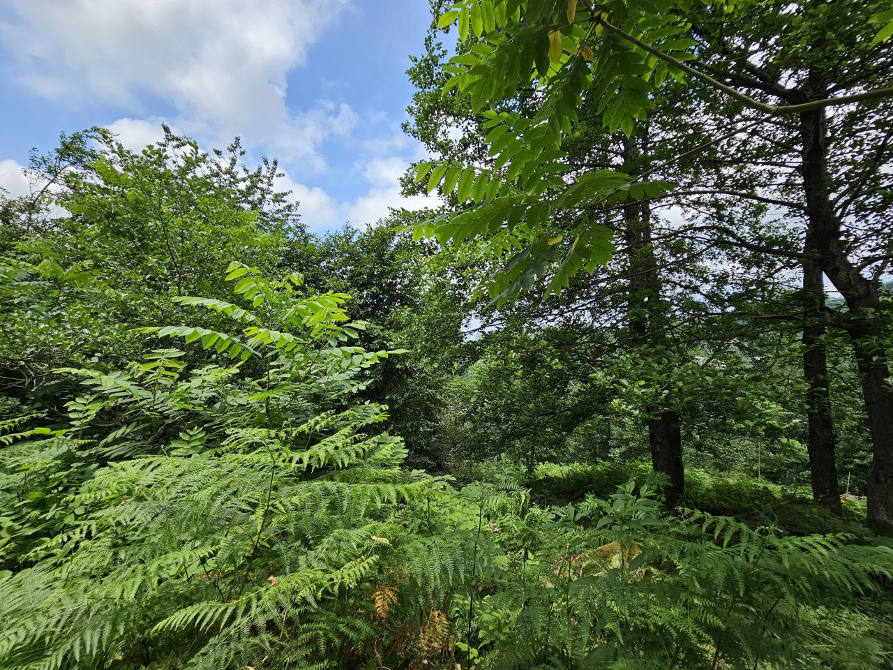 Земля в Батуми, Грузия, 12 000 м² - фото 7