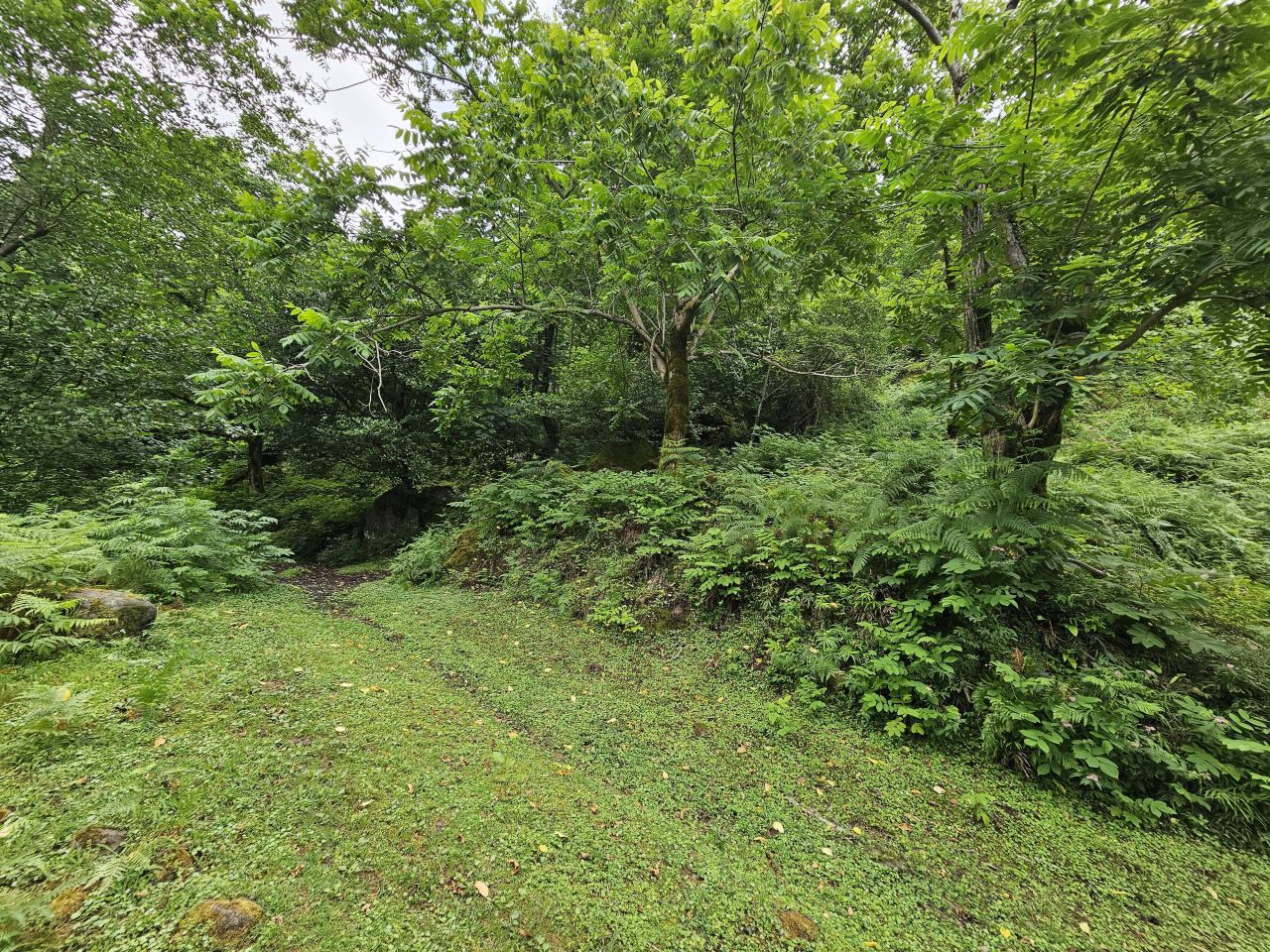 Земля в Батуми, Грузия, 12 000 м² - фото 9