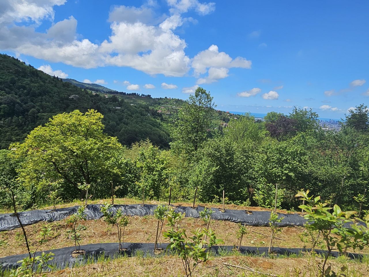 Земля в Батуми, Грузия, 2 300 м² - фото 13