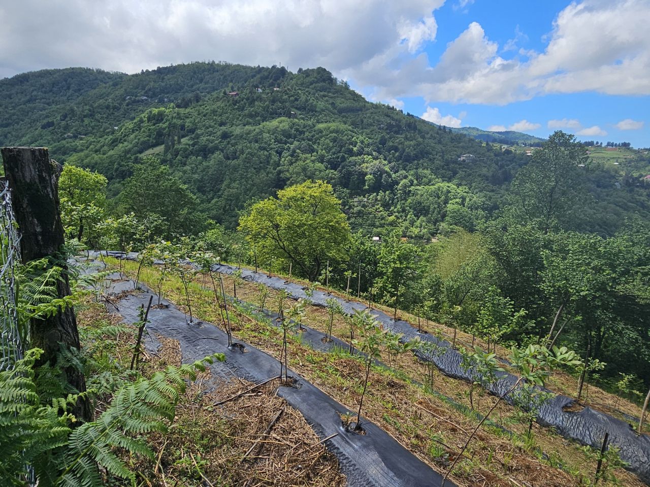 Земля в Батуми, Грузия, 2 300 м² - фото 12