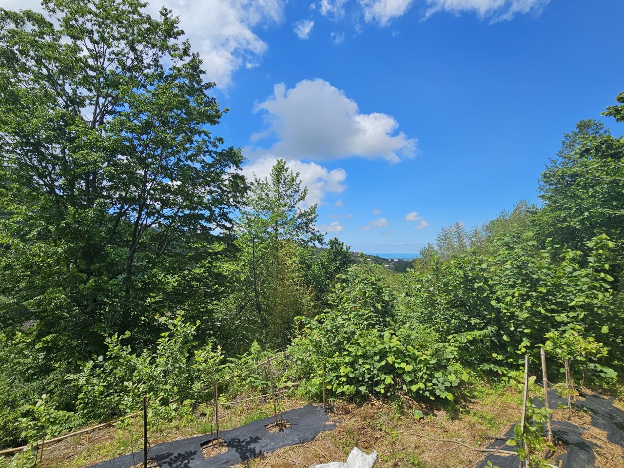 Земля в Батуми, Грузия, 2 300 м² - фото 6