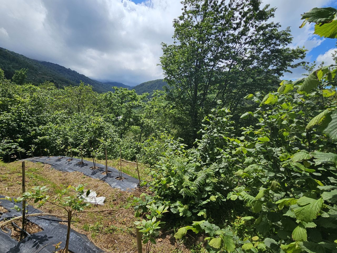 Земля в Батуми, Грузия, 2 300 м² - фото 5