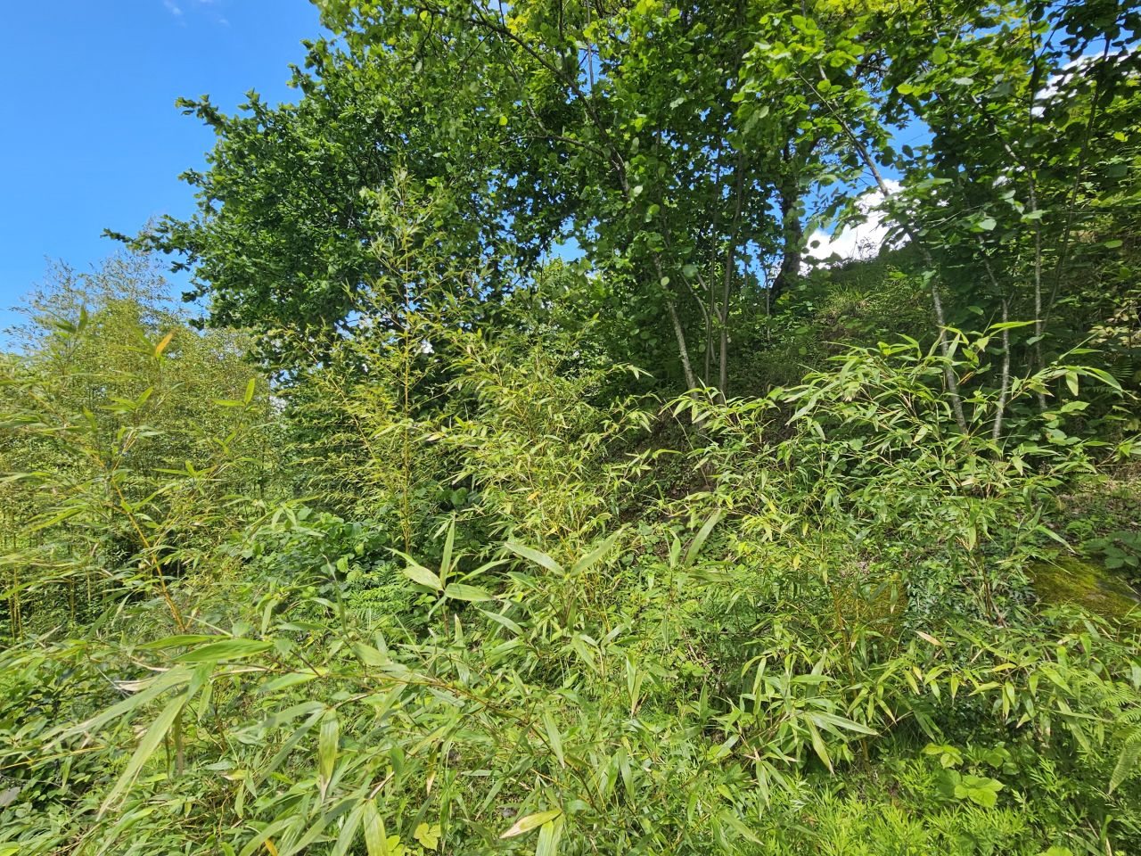 Земля в Батуми, Грузия, 2 300 м² - фото 4