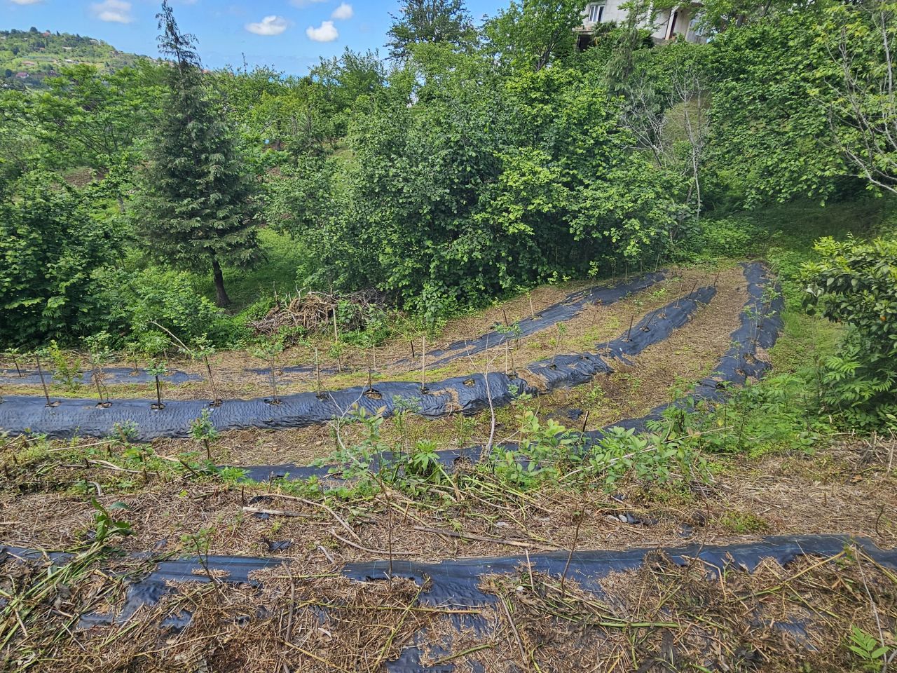 Земля в Батуми, Грузия, 2 300 м² - фото 9