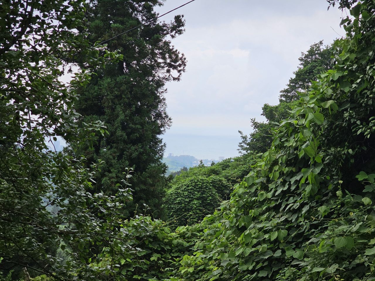 Земля в Батуми, Грузия, 4 500 м² - фото 5