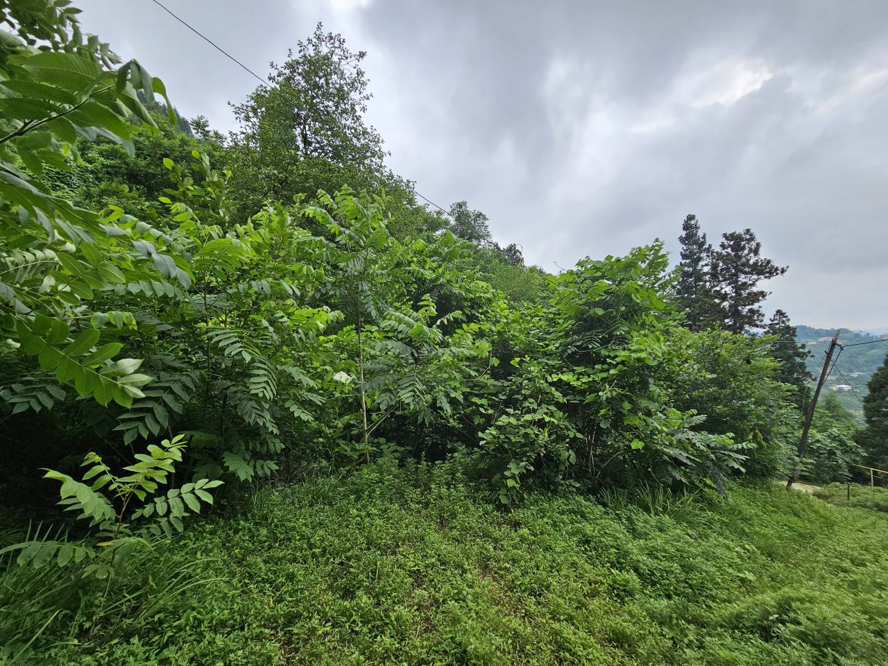 Земля в Батуми, Грузия, 4 500 м² - фото 4