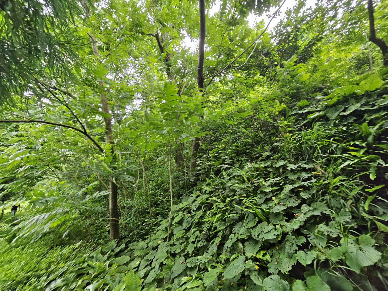 Земля в Батуми, Грузия, 4 500 м² - фото 10