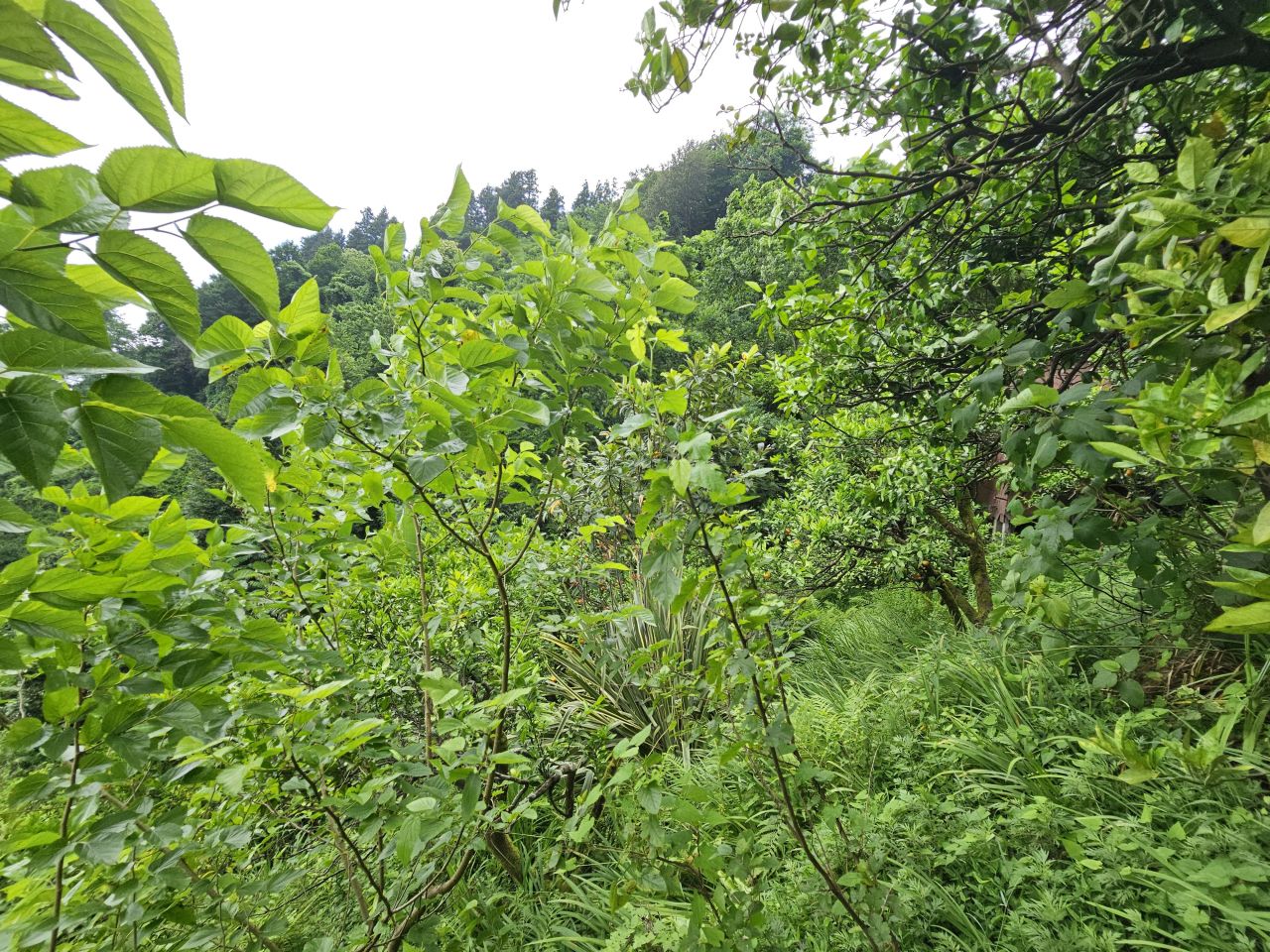 Земля в Батуми, Грузия, 4 500 м² - фото 2