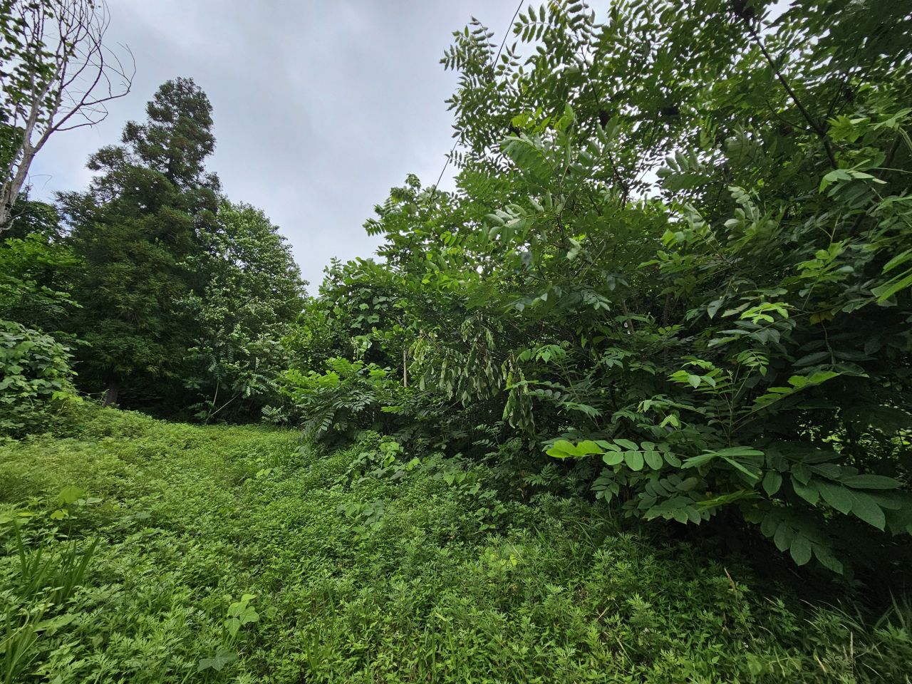 Земля в Батуми, Грузия, 4 500 м² - фото 3