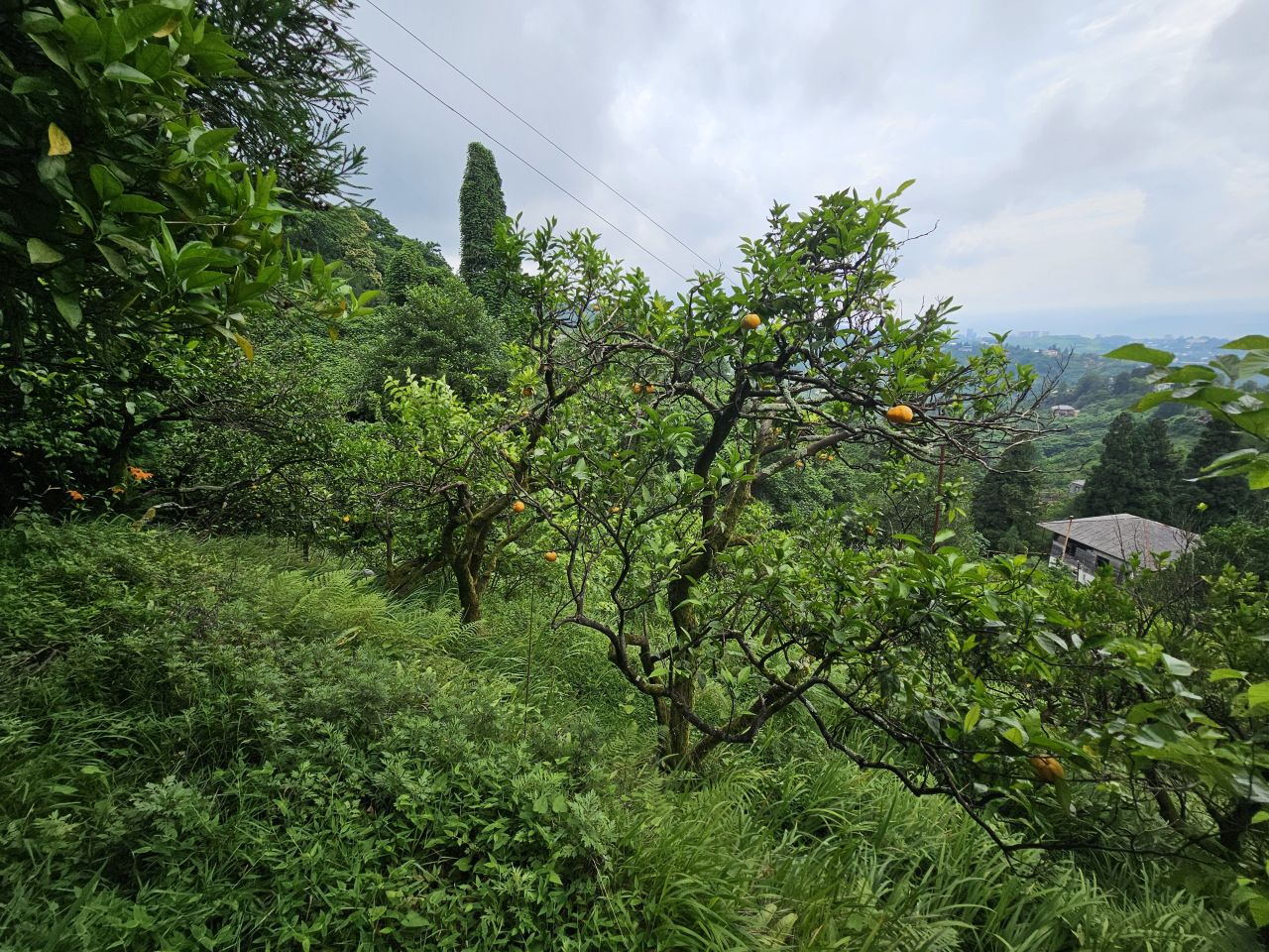 Земля в Батуми, Грузия, 4 500 м² - фото 16