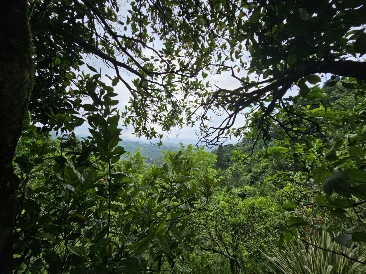 Земля в Батуми, Грузия, 4 500 м² - фото 12