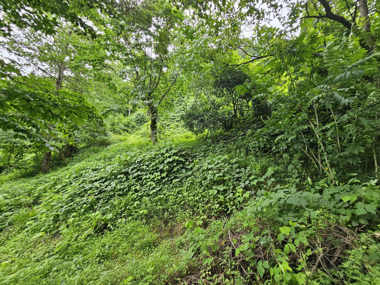 Земля в Батуми, Грузия, 4 500 м² - фото 7