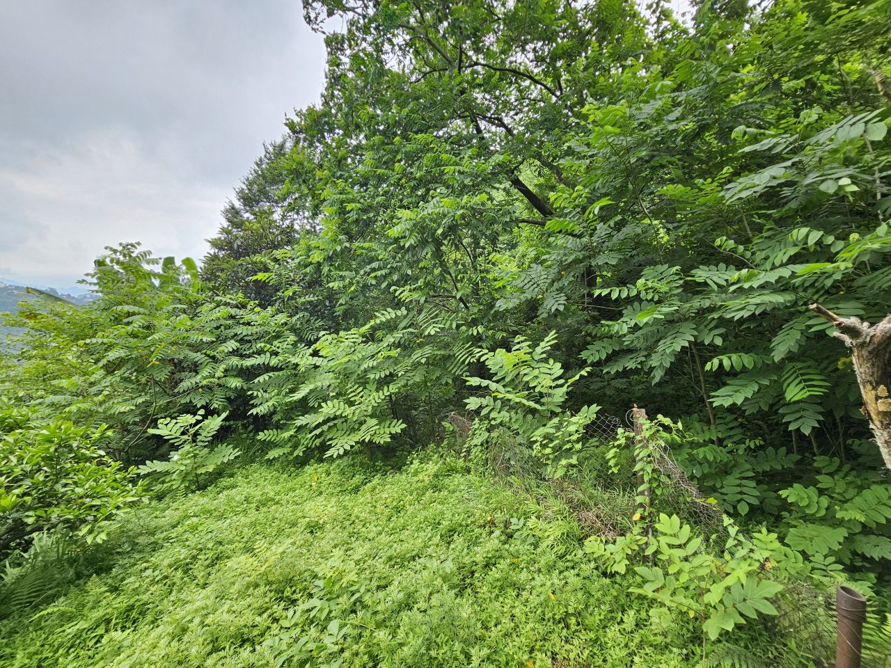 Земля в Батуми, Грузия, 4 500 м² - фото 9