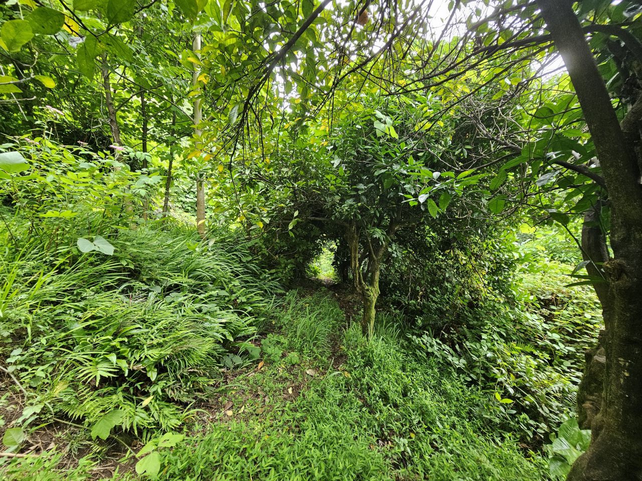 Земля в Батуми, Грузия, 4 500 м² - фото 14