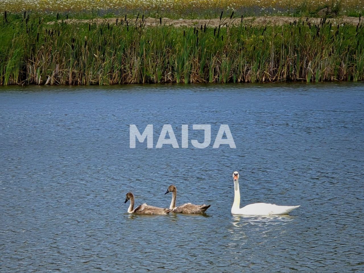 Земля Musa, Латвия, 431 000 м² - фото 15