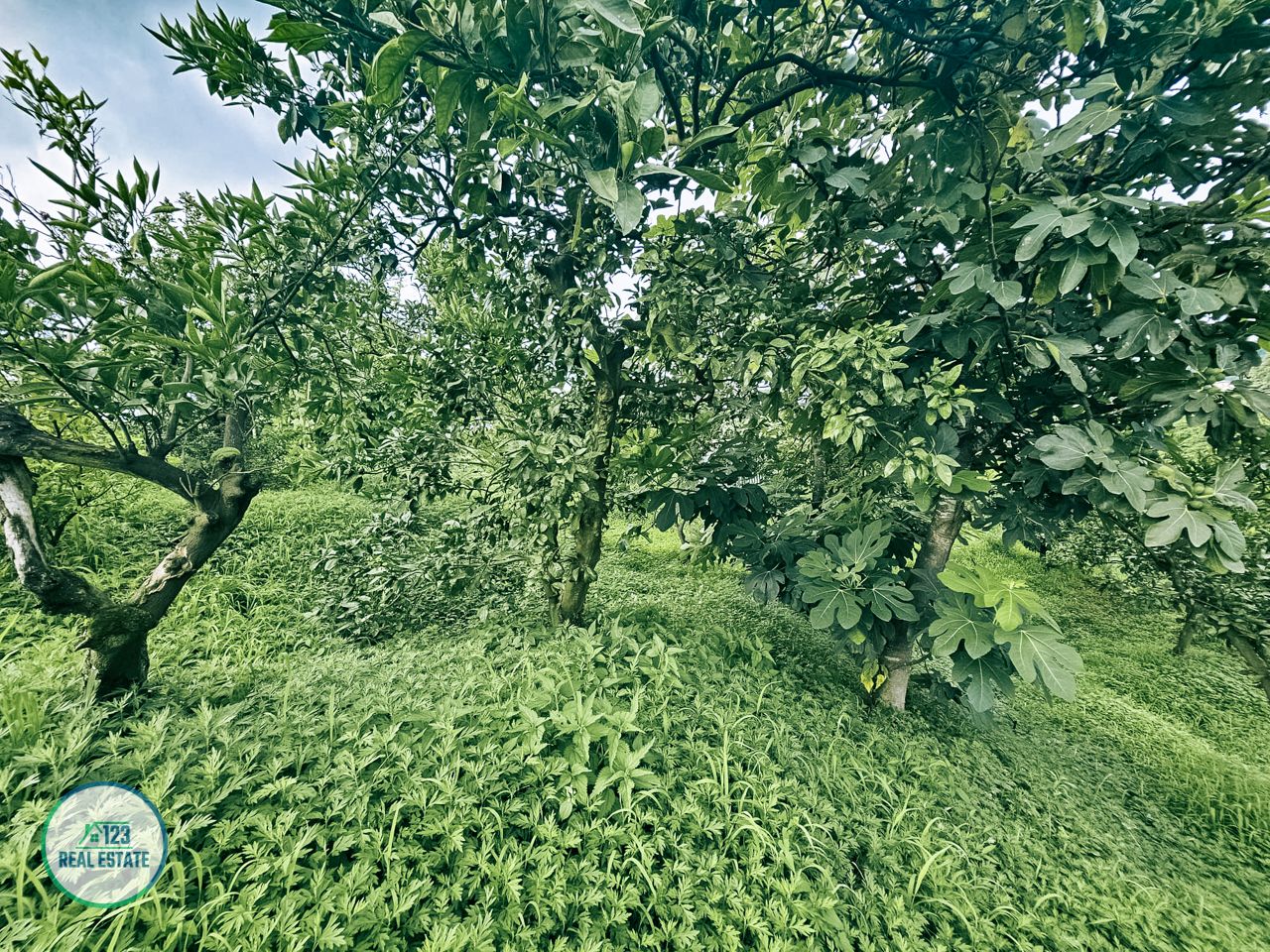 Земля в Батуми, Грузия, 3 077 м² - фото 14