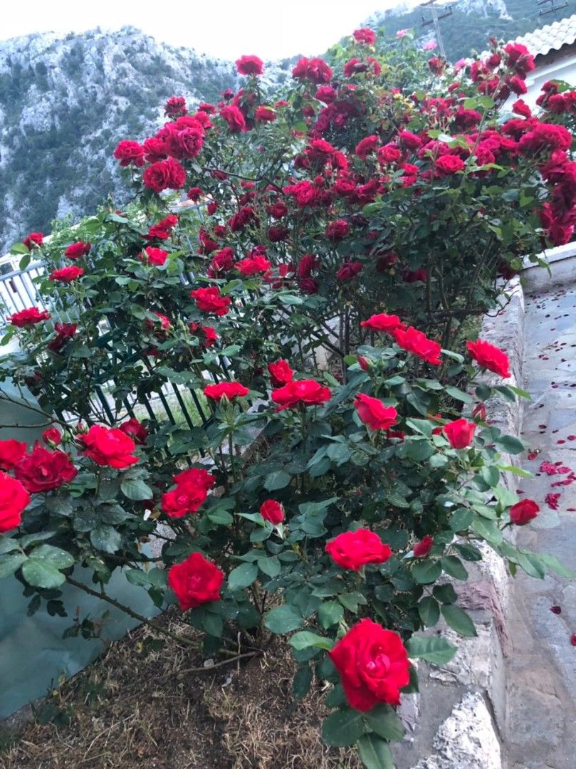 Дом в Сутоморе, Черногория, 200 м² - фото 5