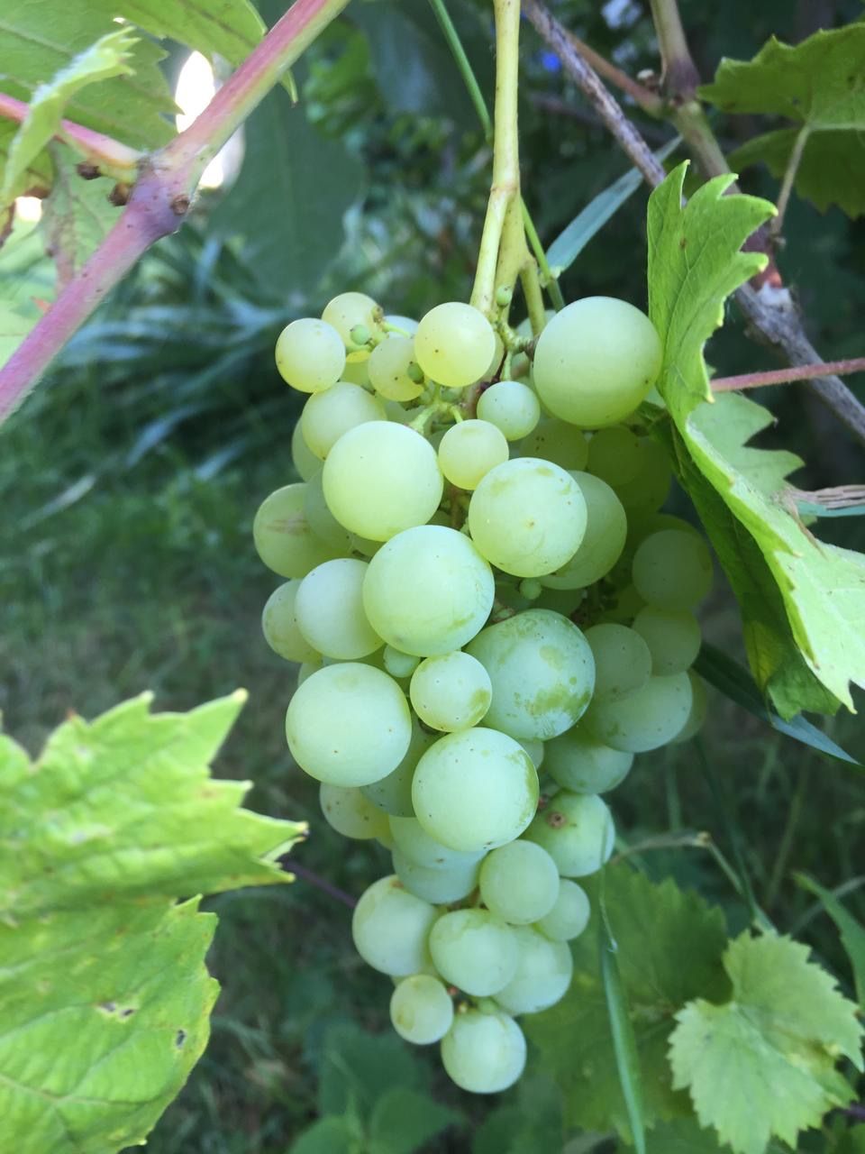 Дом в Дьёре, Венгрия, 240 м² - фото 2