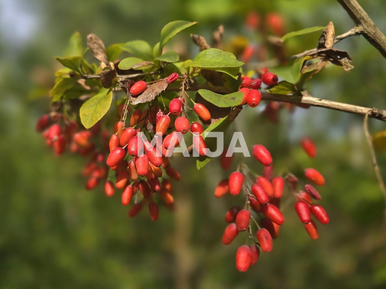 Земля Jekabpils, Латвия, 60 100 м² - фото 7