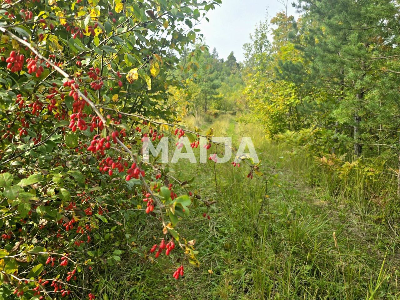 Земля Jekabpils, Латвия, 60 100 м² - фото 8