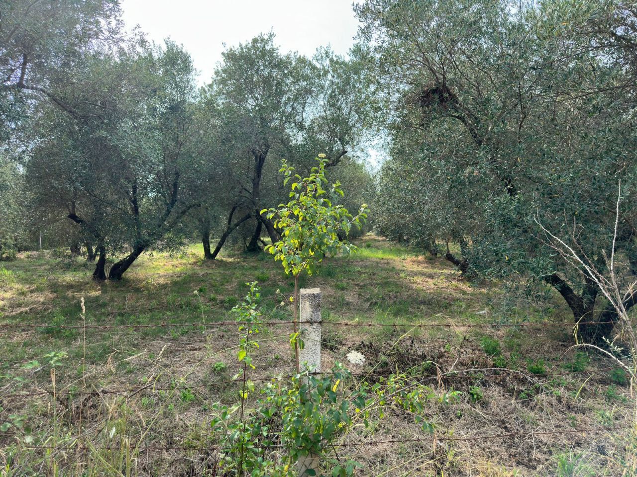 Земля в Улцине, Черногория, 1 200 м² - фото 5