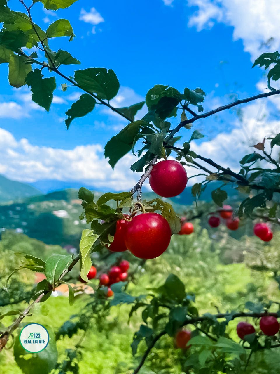 Земля в Батуми, Грузия, 1 800 м² - фото 7